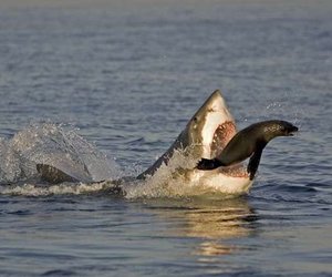 Great white shark and seal